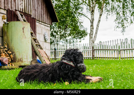 A black english cocker spaniel keeps guard in a backyard farm garden Stock Photo
