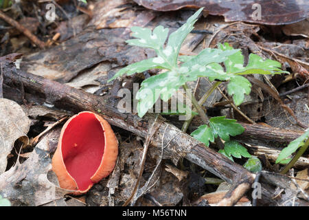 Scarlet Cup Fungi are found on decaying sticks and branches on the forest floor or rich moist woods in later winter and early spring. Stock Photo