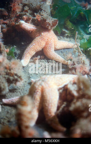 two star fishes laying on a sandy bottom with some rocks with red anemones and green algues around them Stock Photo