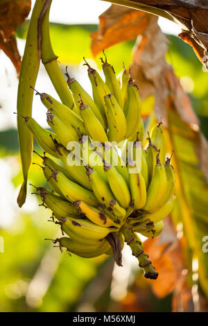 Banana tree with ripe bananas in the evening light. Stock Photo