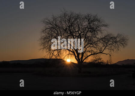 Sunset behind a dry tree in the Erongo mountains in Namibia Stock Photo