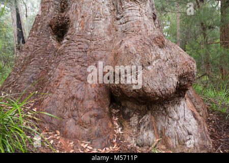 Grandma Tingle (otherwise known as grandmother tingle), a Red Tingle tree in the Valley of the Giants, near Normalup, in southern Western Australia Stock Photo