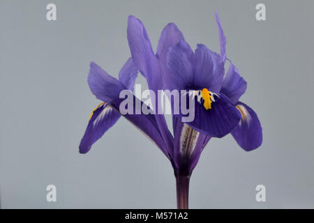 close-up of a dark violet coloured miniature iris flower against a pale background Stock Photo