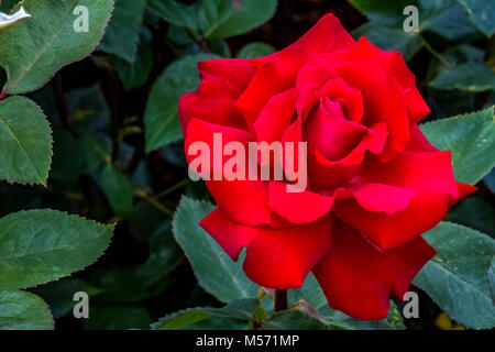 Red rose 'Rosa Claret' Stock Photo
