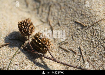 australian pine tree fruit Stock Photo