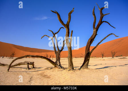 Skeleton tree in Deadvlei, Namibia, Africa Stock Photo