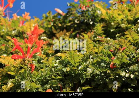 Beautiful and colorful orange Bignonia Capensis flowers in the garden under blue sky Stock Photo