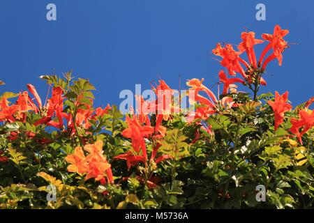 Beautiful and colorful orange Bignonia Capensis flowers in the garden under blue sky Stock Photo