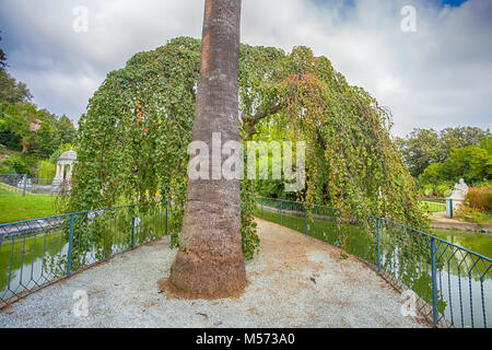 GENOA, (GENOVA), AUGUST 24, 2017 - Weeping willow near Diana Temple pond in Villa Durazzo- Pallavicini in Genoa (Genova) Pegli, Italy Stock Photo