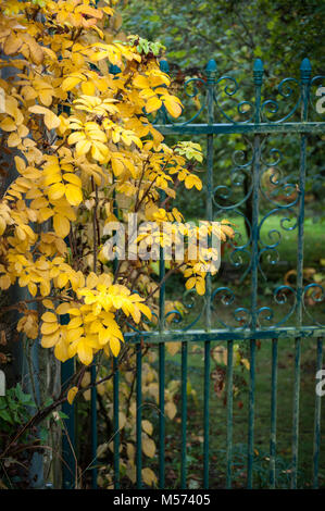 Old blue cast iron garden gate with autumn colours of Rosa rugosa Stock Photo
