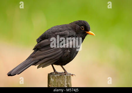 Blackbird male (Turdus merula) perched on fencepost. Tipperary, Ireland. Stock Photo