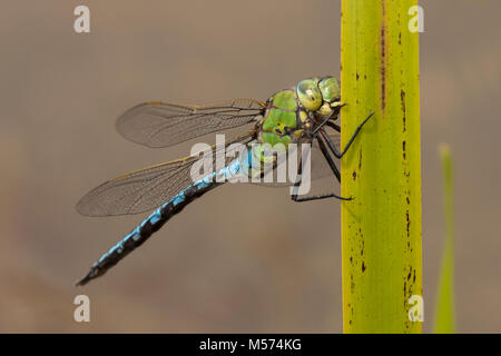 Emperor Dragonfly (Anax imperator) perched on a reed leaf. Tipperary, Ireland. Stock Photo