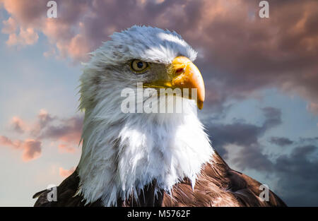 American white-headed eagle, beautiful hunter bird with white head and orange beak on cloudy background Stock Photo