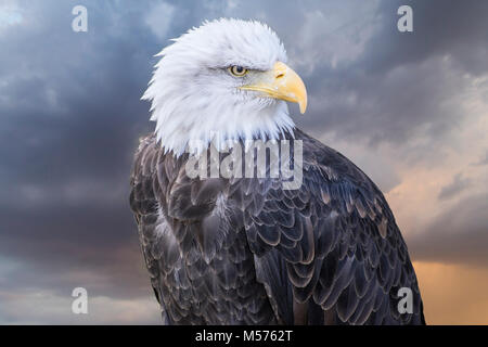 Freedom American white-headed eagle, beautiful hunter bird with white head and orange beak on cloudy background Stock Photo