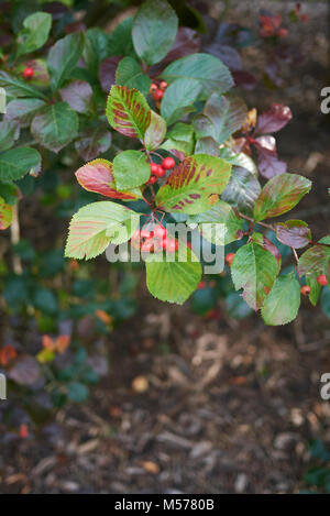 Chamelaucium uncinatum Stock Photo