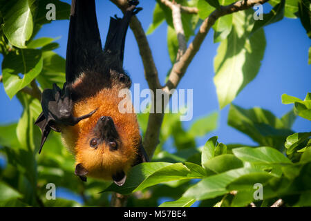 A Seychelles fruit bat or flying fox Pteropus seychellensis hanging from a branch and pointing with its finger while looking at the camera Stock Photo