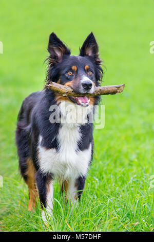 Adult Border Collie Dog Standing in a Meadow Stock Image - Image of collie,  grass: 133920371