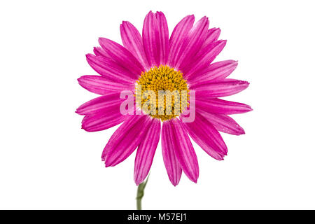 Flower of pyrethrum, isolated on white background Stock Photo