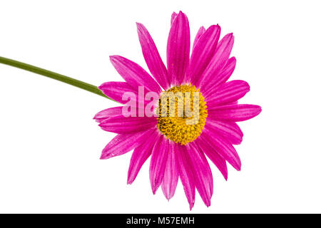 Flower of pyrethrum, isolated on white background Stock Photo