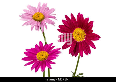 Flowers of pyrethrum, isolated on white background Stock Photo