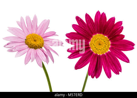 Flowers of pyrethrum, isolated on white background Stock Photo