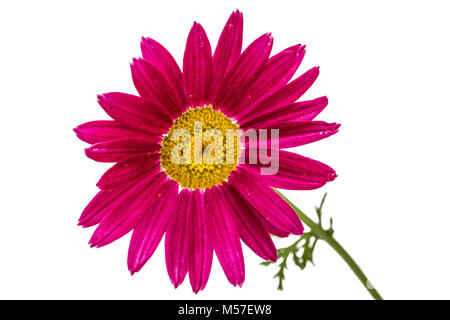 Flower of pyrethrum, isolated on white background Stock Photo