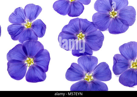 Blue flowers of flax, isolated on white background Stock Photo