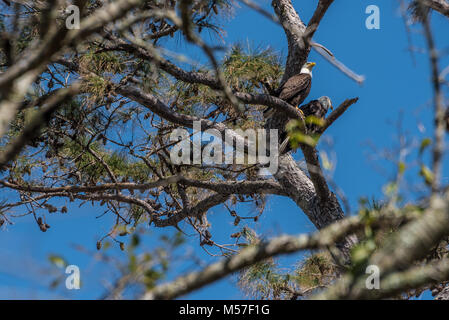 A pair of bald eagles (America's national bird) perched in a pine tree at Sawgrass Players Club in Ponte Vedra Beach, Florida near Jacksonville. (USA) Stock Photo