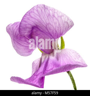 Flowers of sweet pea, isolated on white background Stock Photo