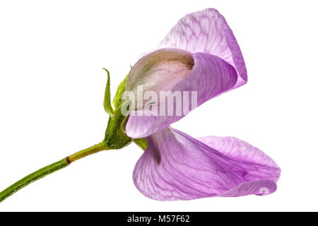 Flowers of sweet pea, isolated on white background Stock Photo