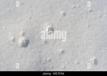 Texture of fresh snow of grayish and bluish color to be used as a pattern or background Stock Photo