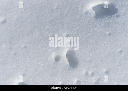 Texture of fresh snow of grayish and bluish color to be used as a pattern or background Stock Photo