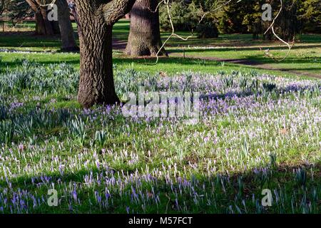 Carpet of blue purple crocus flowering under trees in springtime Stock Photo