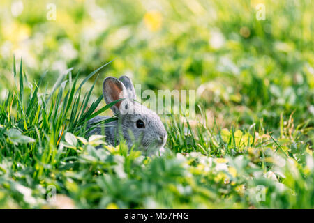 Small grey rabbit in green grass closeup
