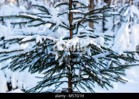 Snow covered coniferous spruce fir trees in winter forest. Joy and beauty of cold winter season. Merry Christmas and Happy New Year Stock Photo