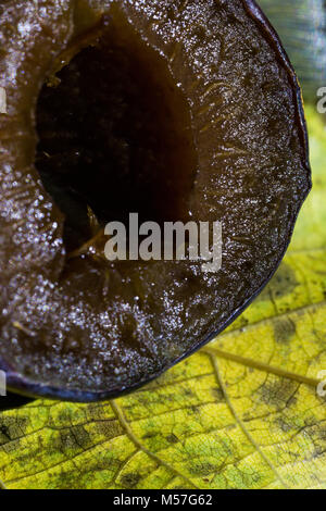 macro, cut, blue, leaflet, glare, water, harshness, detail, design, texture, purple, fruit, drop, organic, natural, food, color, plant, fresh Stock Photo