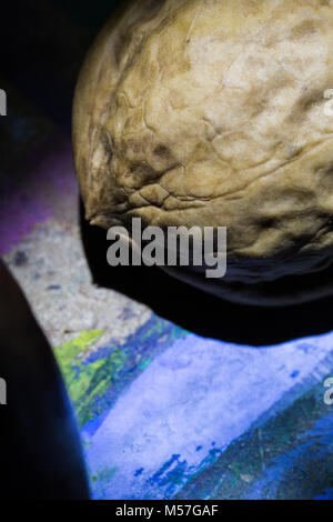 Macro, nut, brown, detail, texture, shine, shadow, textured, design Stock Photo