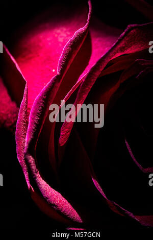rose, flower, red, macro, line, bends, beautiful, contrasting, romantic, valentine, love, colorful, color, textured, art, illustration, texture Stock Photo