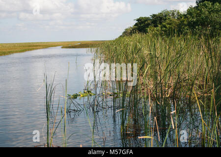 Seagrass Everglades Park, Fort Lauderdale, FL Stock Photo