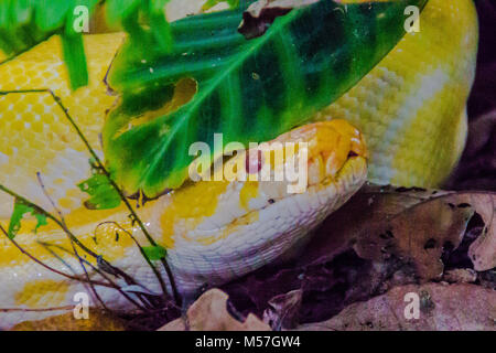 The Burmese python (Python bivittatus) is one of the five largest species of snakes in the world It is native to a large area of tropical South and So Stock Photo