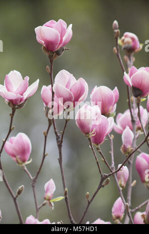 beauty, natural, beautiful, season, nature, magnolia flower, magnolia, flowers, spring, bloom, pollen, ancient, tree, petals, blurring, telephoto lens Stock Photo