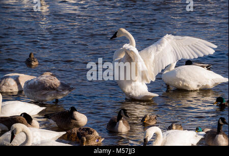 Swans in winter, trumpeter and tundra on mississippi river with ducks Stock Photo