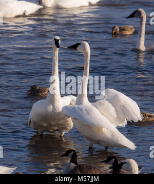 Swans in winter, trumpeter and tundra on mississippi river with ducks Stock Photo