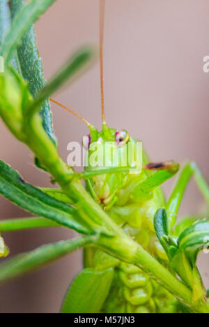 Cute Long-horned grasshoppers, or Tettigoniidae, or leafhopper perching on green leaves and green background Stock Photo