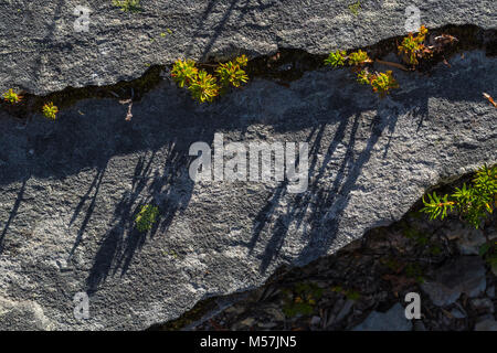 Partidgefoot, Luetkea pectinata, leaves casting shadows across a rock slab in Grand Valley in Olympic National Park, Washington State, USA Stock Photo