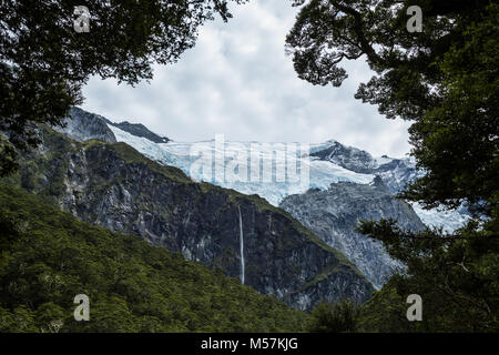 The Rob Roy Glacier hangs high above the forest of the South Island of New Zealand. Green leaves frame up the glacier and mountain peaks from the lowe Stock Photo