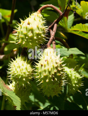 Walnuts growing in green spiky husks like conkers on tree Tursac Dordogne France Stock Photo