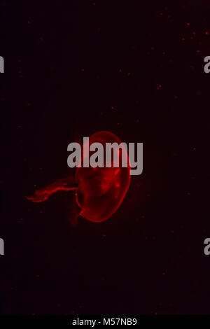 Red jellyfish glowing in the dark background.
