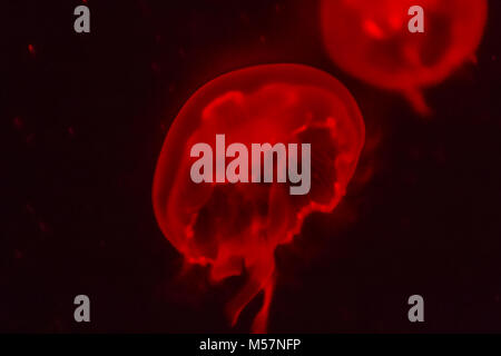 Red jellyfish glowing in the dark background.
