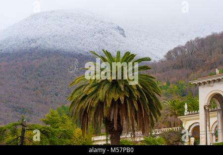 A green palm tree on the background of a snow-covered forest on a mountainside in Gagra in Abkhazia. Stock Photo